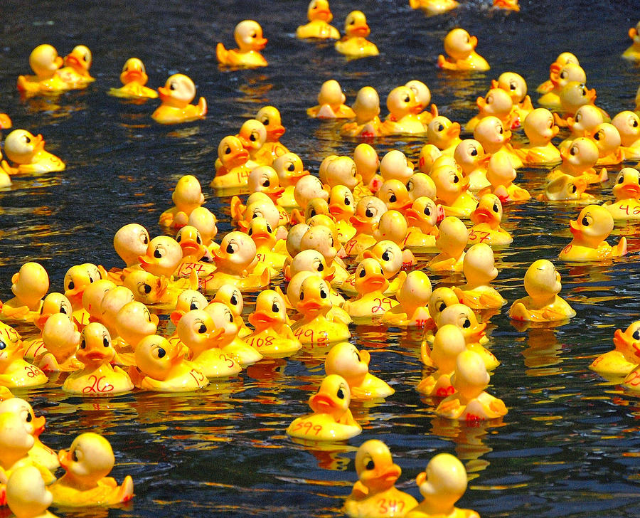 Duck race